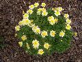 Crested Primrose Chrysanthemum / Argyranthemum frutescens 